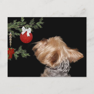 Tempted Yorkie Christmas Holiday Postcard
