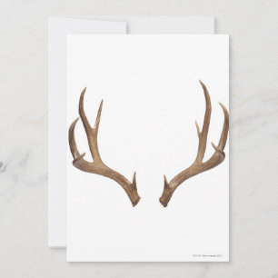 Ten Point Deer