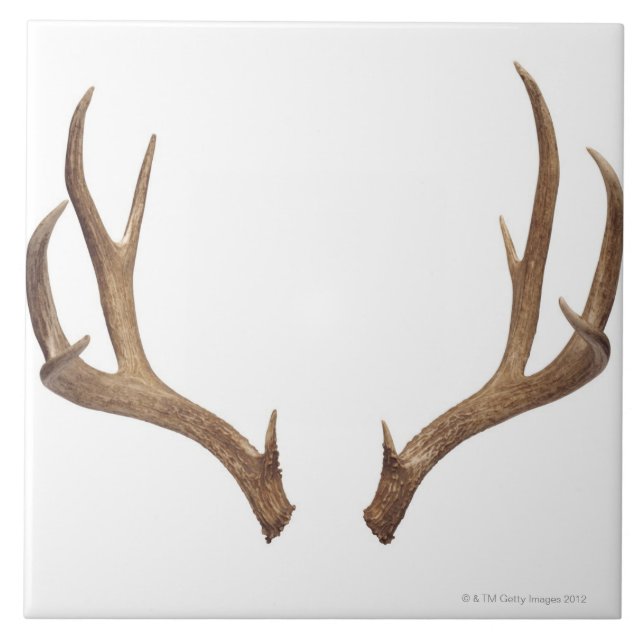Ten Point Deer Ceramic Tile (Front)