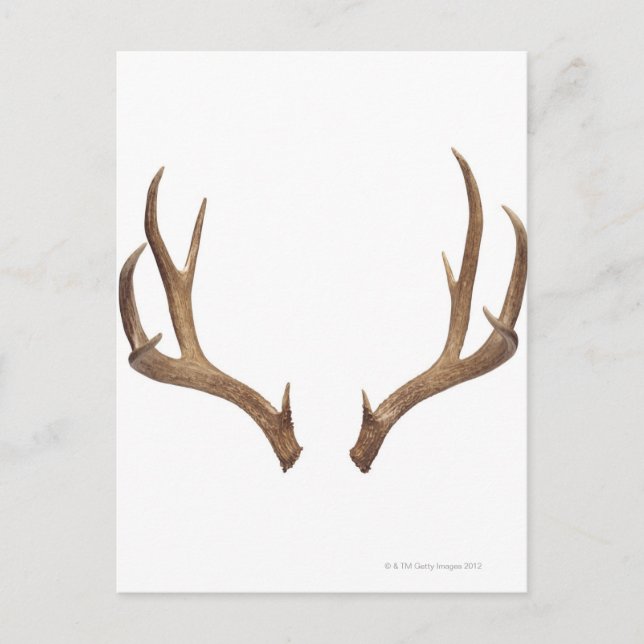 Ten Point Deer Postcard (Front)