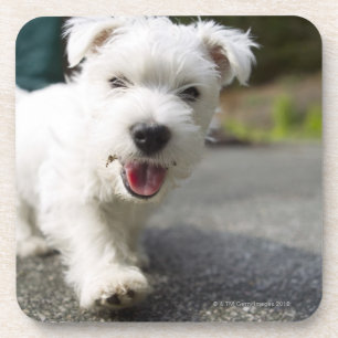 Ten week old female west highland terrier coaster