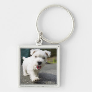 Ten week old female west highland terrier key ring