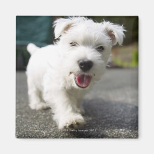 Ten week old female west highland terrier magnet