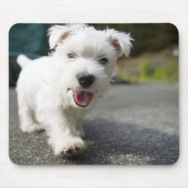 Ten week old female west highland terrier mouse pad (Front)