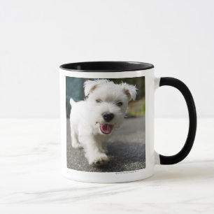 Ten week old female west highland terrier mug