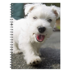Ten week old female west highland terrier notebook
