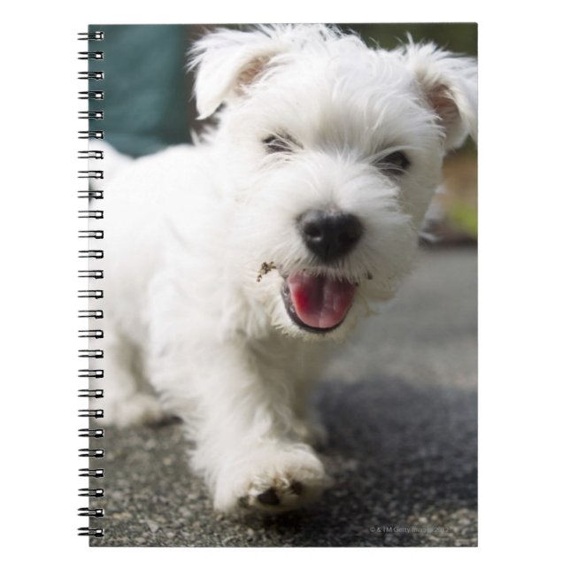 Ten week old female west highland terrier notebook (Front)