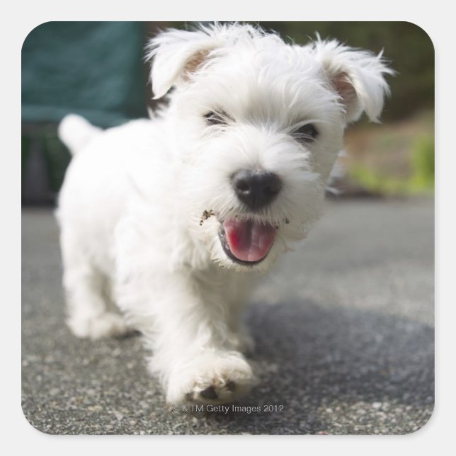 Ten week old female west highland terrier square sticker (Front)