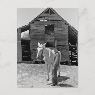 Tenant Farmer's Mule, 1930s Postcard