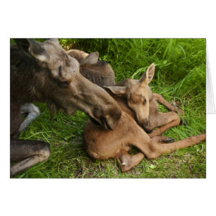 Tender Mother Moose