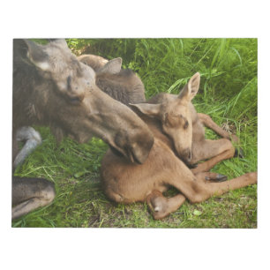 Tender Mother Moose Notepad