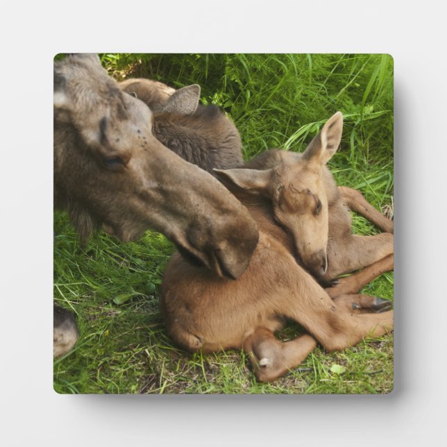 Tender Mother Moose Plaque (Front)