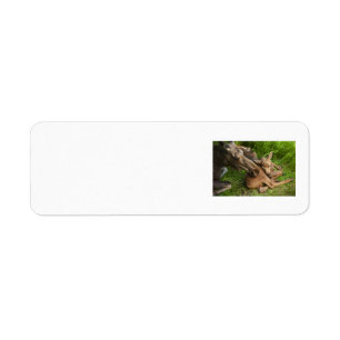 Tender Mother Moose Return Address Label