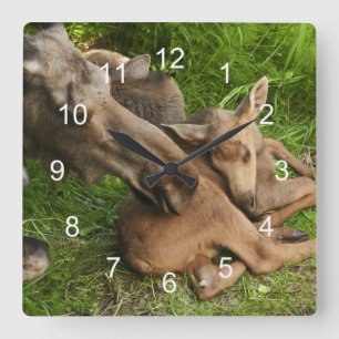 Tender Mother Moose Square Wall Clock