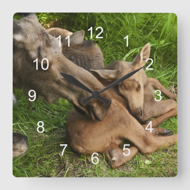 Tender Mother Moose Square Wall Clock (Front)