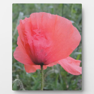 tender red poppy plaque