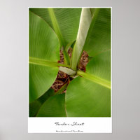 Tender Shoots