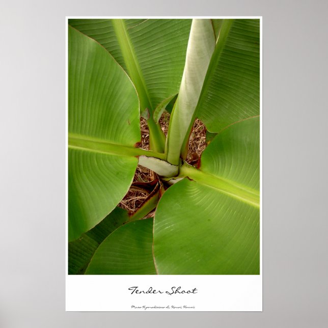 Tender Shoots Poster (Front)