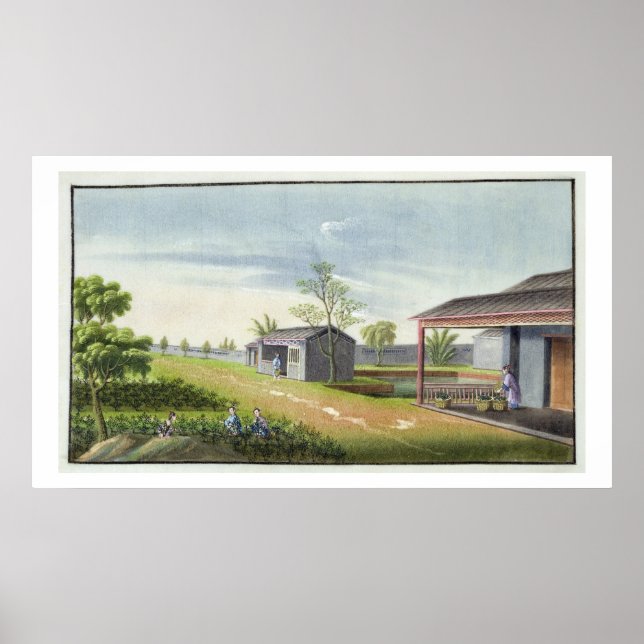 Tending tea plants (w/c on paper) poster (Front)