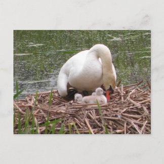 Tending to the Babies Postcard