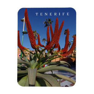 Tenerife Aloe Vera flowers view fridge magnet