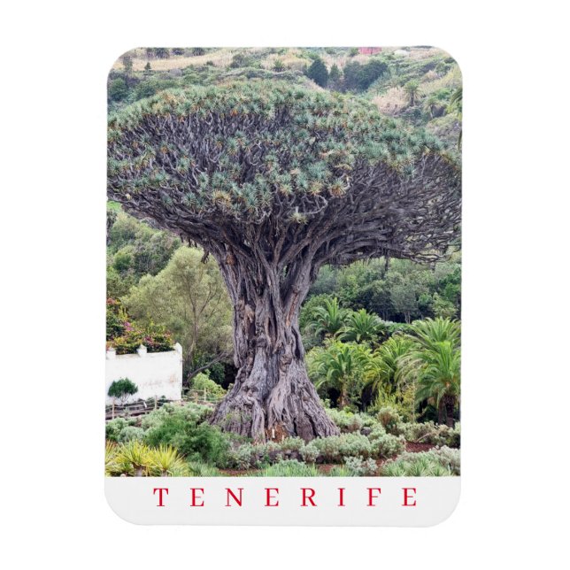 Tenerife Dragon Tree view fridge magnet (Vertical)