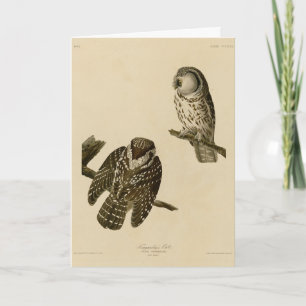 Tengmalm's (Boreal) Owl Audubon's Birds of America Card