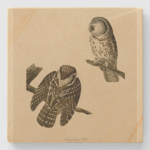 Tengmalm's (Boreal) Owl Audubon's Birds of America Stone Coaster