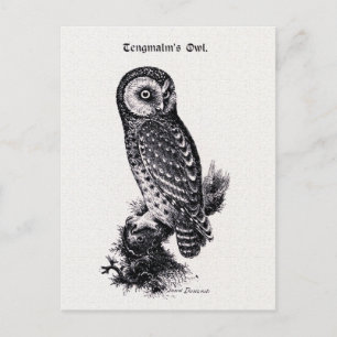 Tengmalm's Owl Vintage Bird Illustration Postcard