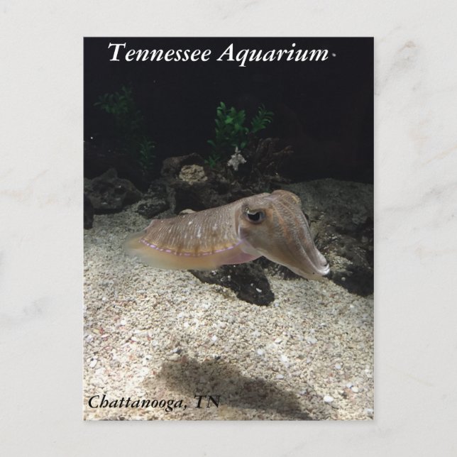 Tennessee Aquarium Cuttlefish Postcard (Front)