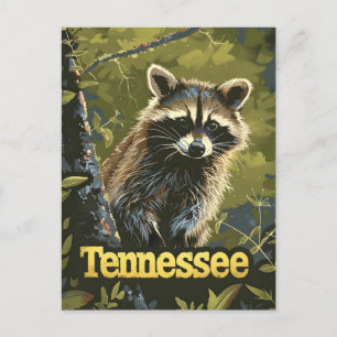 Tennessee Racoon Postcard