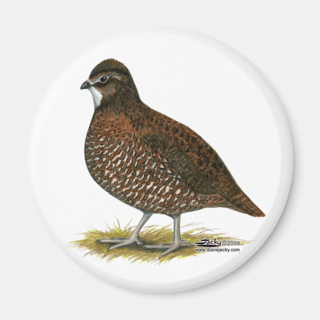 Tennessee Red Quail Magnet (Front)