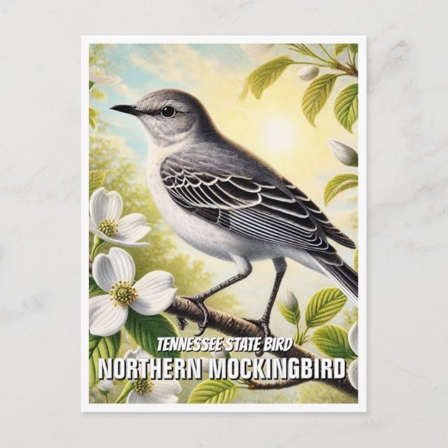 Tennessee State Bird Northern Mockingbird Postcard (Front)