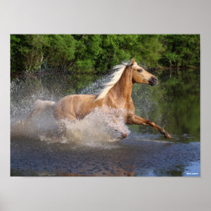 Tennessee Walker Running Through Water Poster