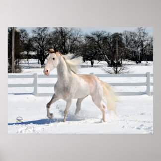 Tennessee Walking Horse in Snow Poster