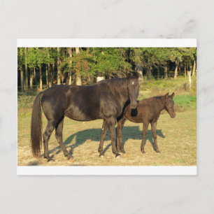 Tennessee Walking Horse Mare and Foal Postcard