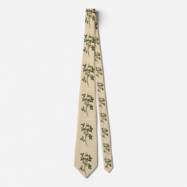Tennessee Warbler, from Audubon's Birds of America Tie (Front)