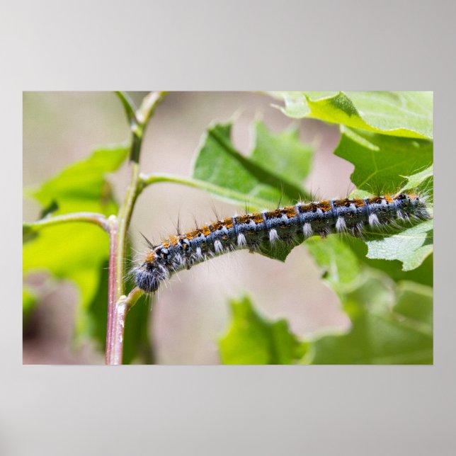 Tent Caterpillar on an Oak Tree Poster (Front)