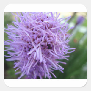 Tentacle Spider Violet Flower Square Sticker