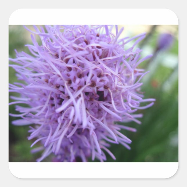 Tentacle Spider Violet Flower Square Sticker (Front)