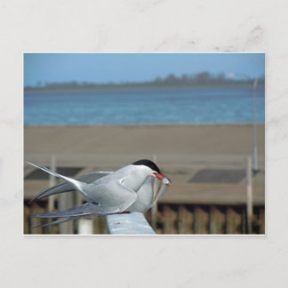 Tern-202 Postcard