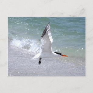 Tern in Flight Postcard