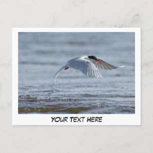 Tern nature photo postcard 
