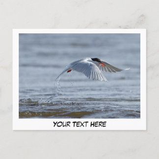 Tern nature photo postcard