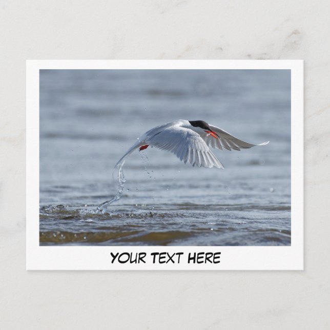 Tern nature photo postcard  (Front)