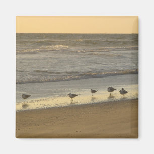 Terns Birds Sunrise Beach Ocean Photography Magnet