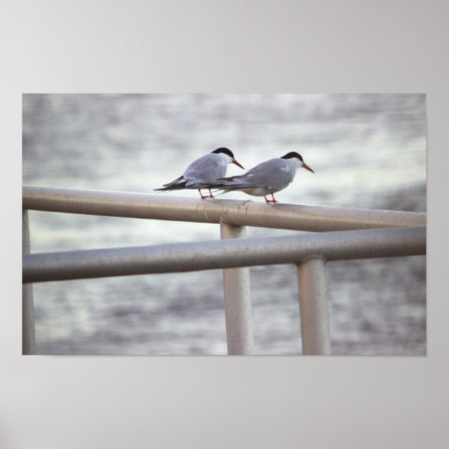 Terns Photo Poster (Front)