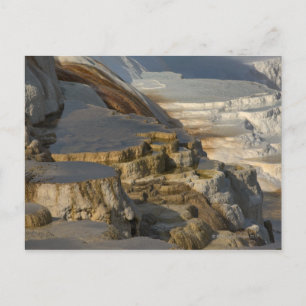 Terrace Mountain at Mammoth Hot Springs Postcard