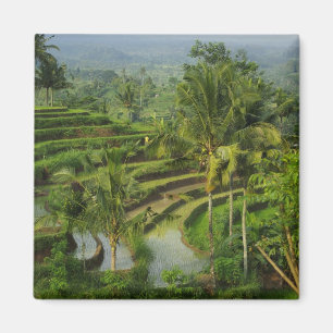 Terrace Ricefield in Bali Magnet