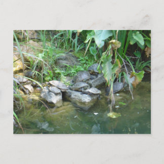 Terrapins, Giardini, Venice Postcard